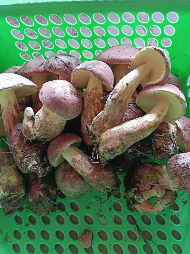 水白葱：清新滋味，自然之选。现采现发！