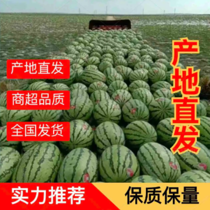 【力荐】硒砂瓜金花1号金城5号货源充足产地直发