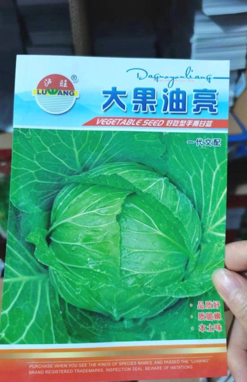 甘蓝种子大果油亮油绿色甜脆薄叶甘蓝品种春夏秋均可种植