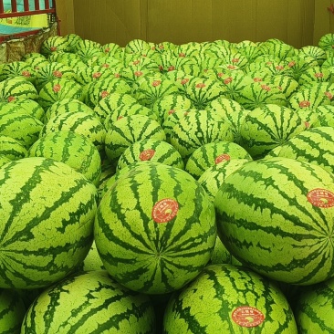 甘肃靖远硒砂瓜