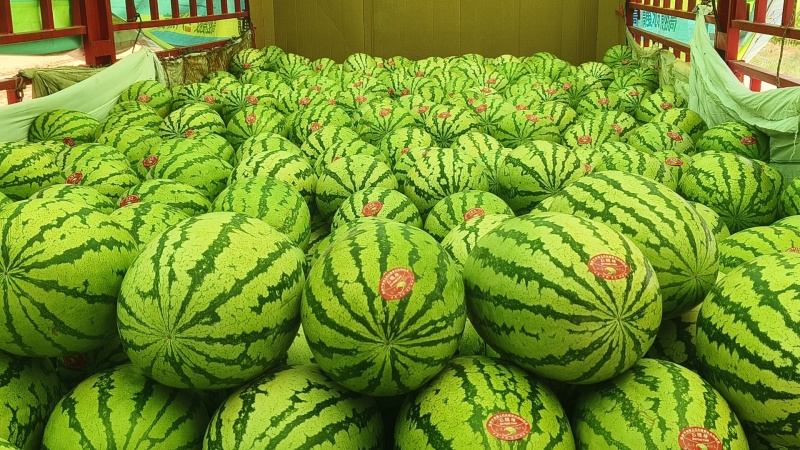 甘肃靖远硒砂瓜