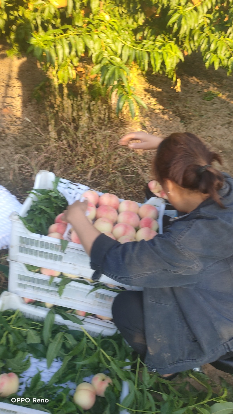 鲜桃