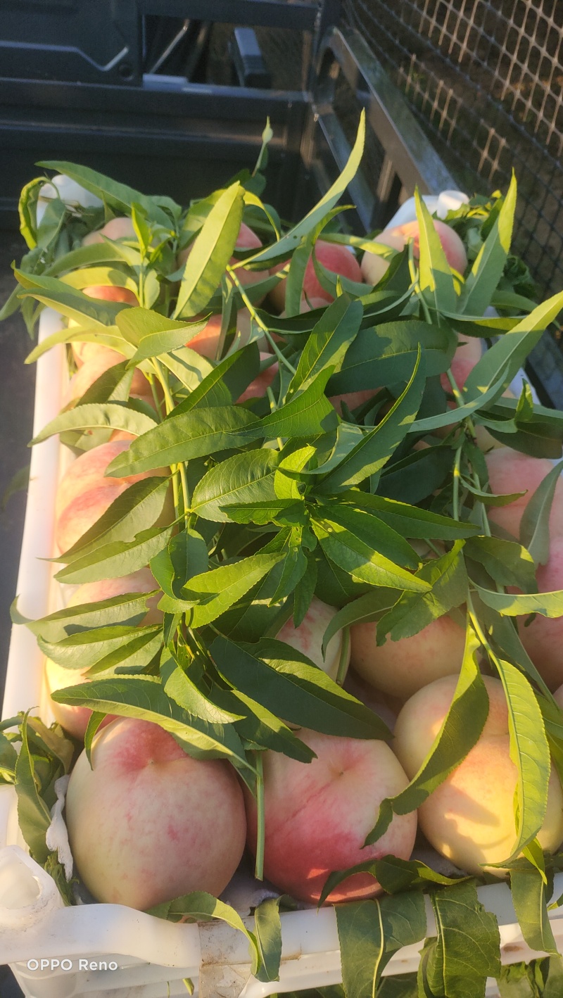 鲜桃