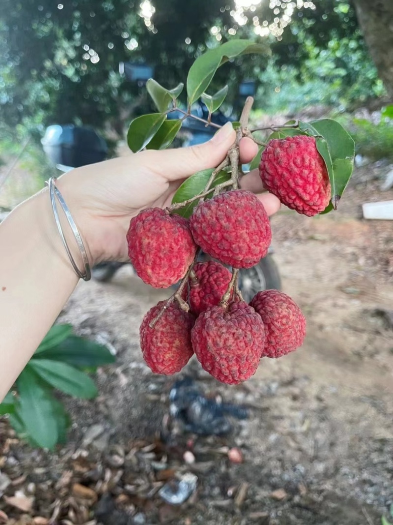 精品仙进奉荔枝对接各大商超全国可发产地直发