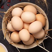 精品鸡蛋产地直发货源充足品质保障欢迎咨询前来合作