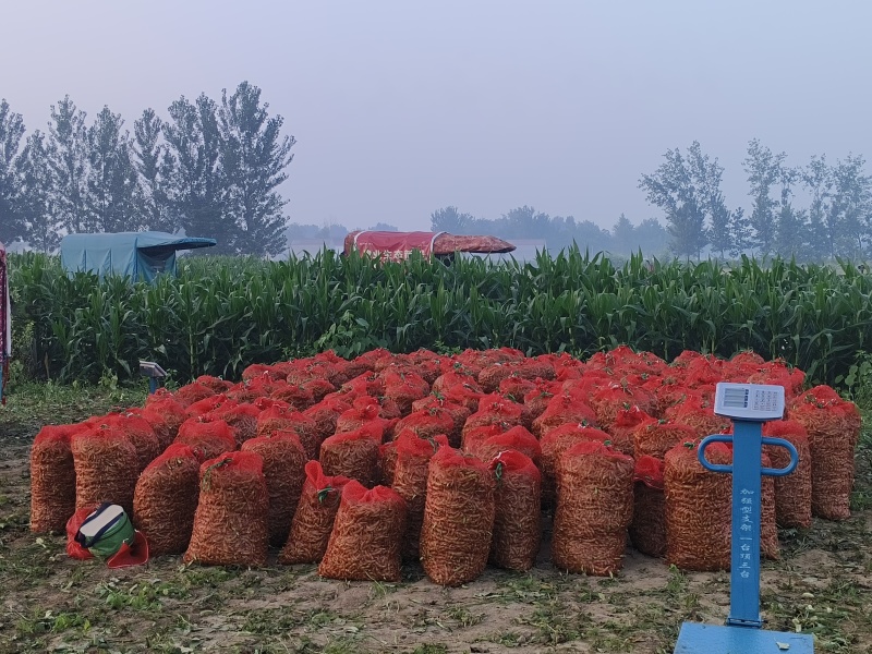 翠绿宝毛豆大量上市对接实力商家，大量批发
