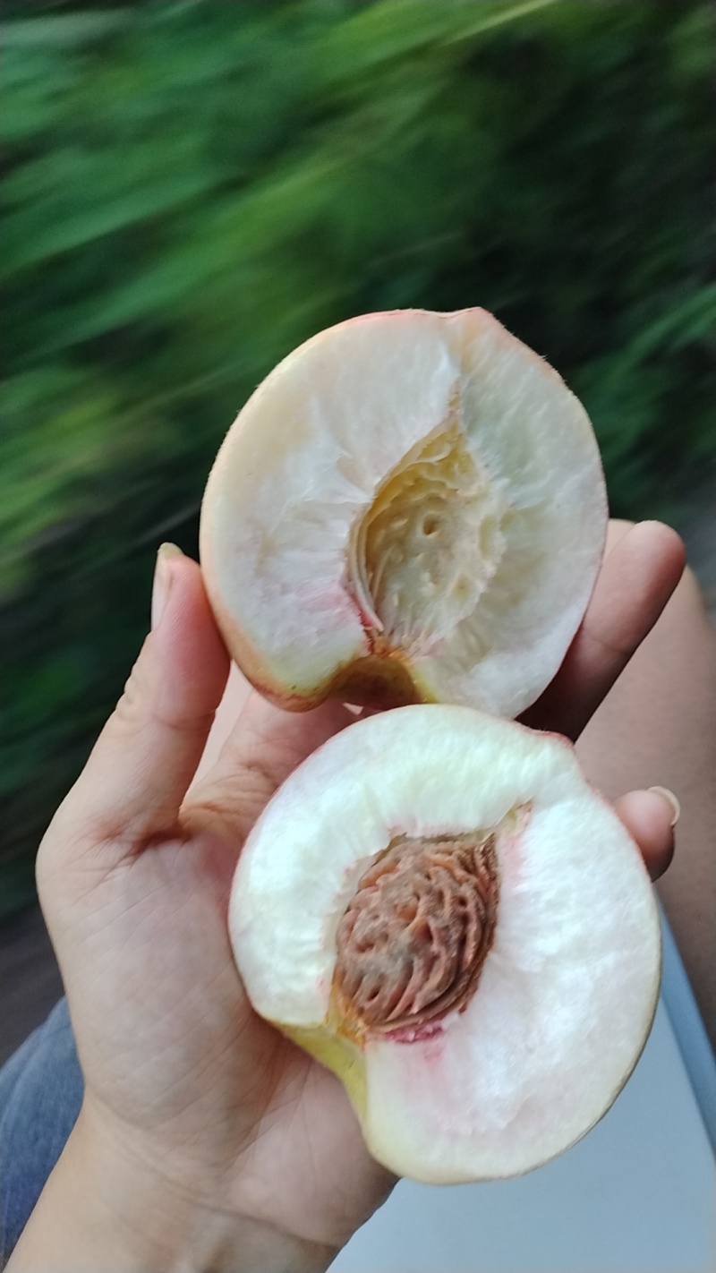 皮球桃