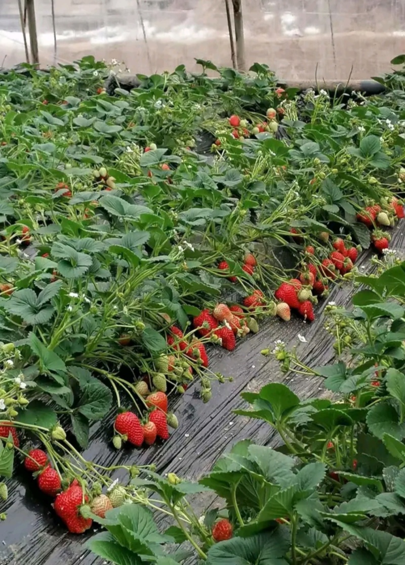 圣诞红草莓苗：京承香，红颜，香野，奶油，妙香草莓苗脱毒苗