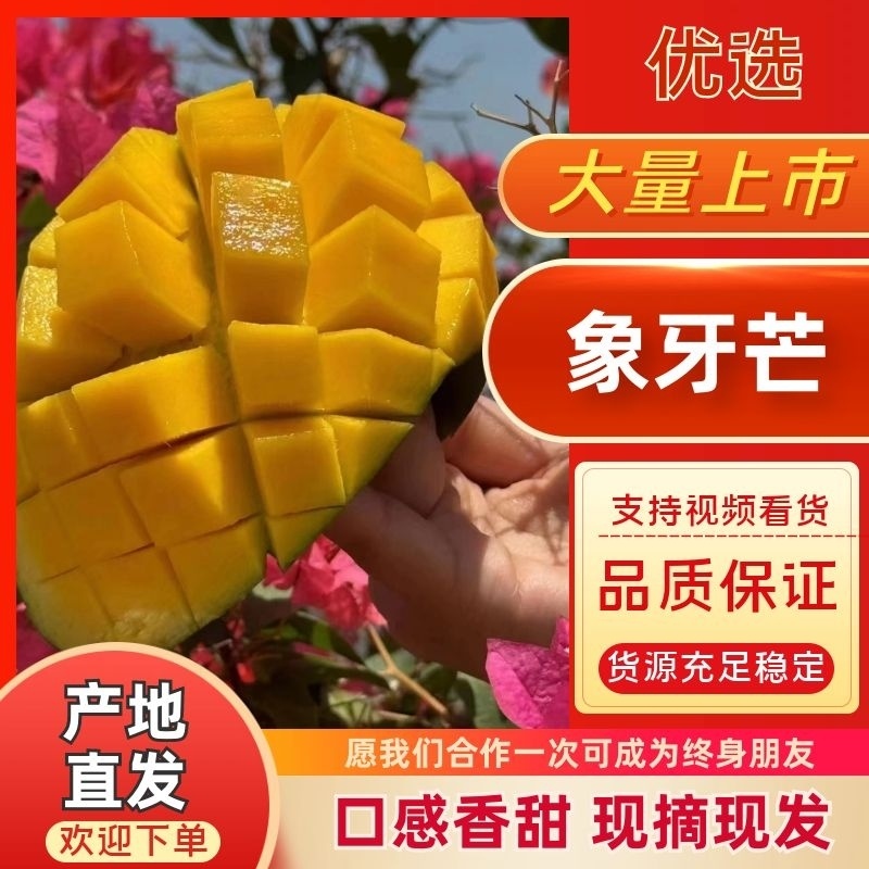 云南象牙芒肉多核薄大量上市全国供应欢迎咨询