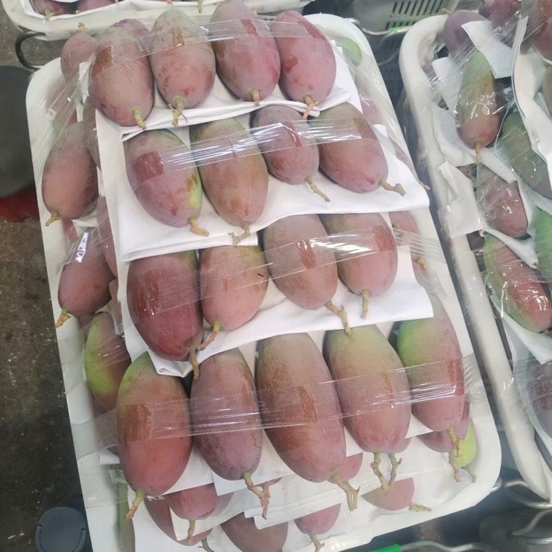云南象牙芒肉多核薄大量上市全国供应欢迎咨询