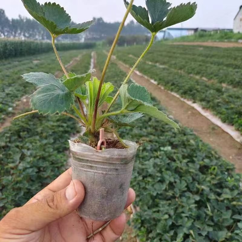 优选丹东红颜草莓苗钵苗裸根苗一手货源产地直发