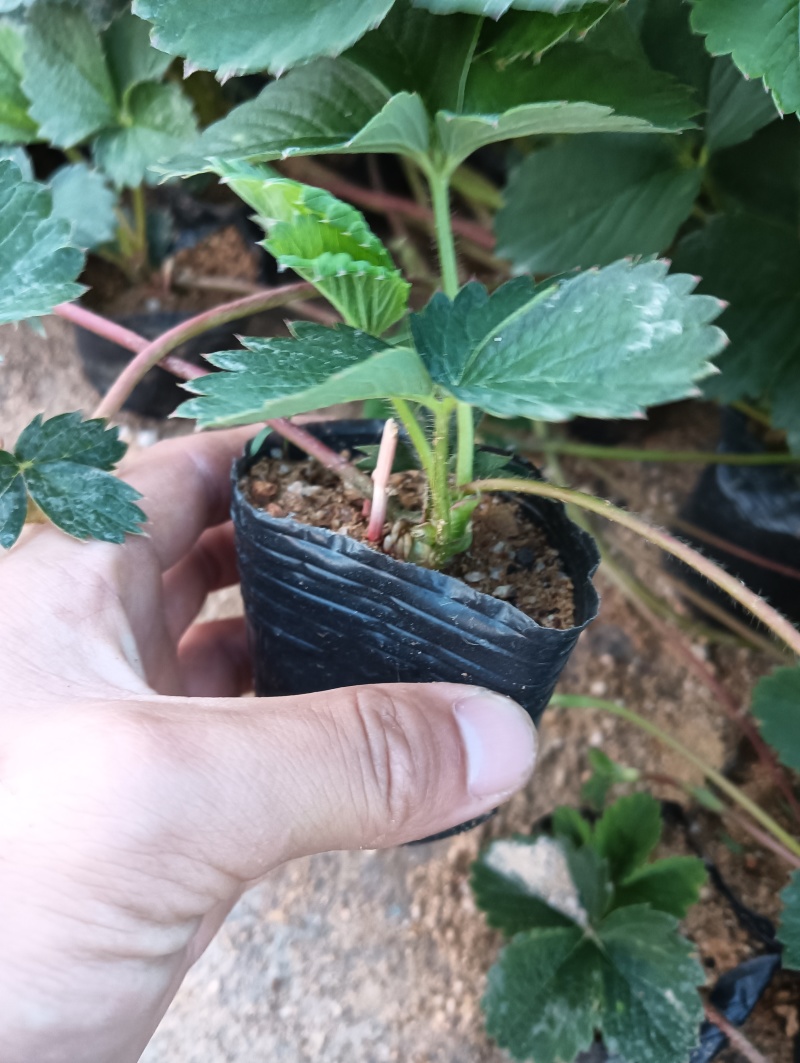 优选丹东红颜草莓苗钵苗裸根苗一手货源产地直发