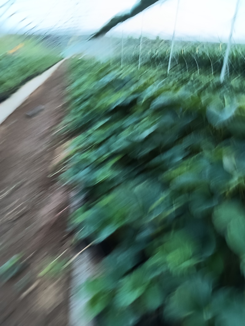 优选丹东红颜草莓苗钵苗裸根苗一手货源产地直发