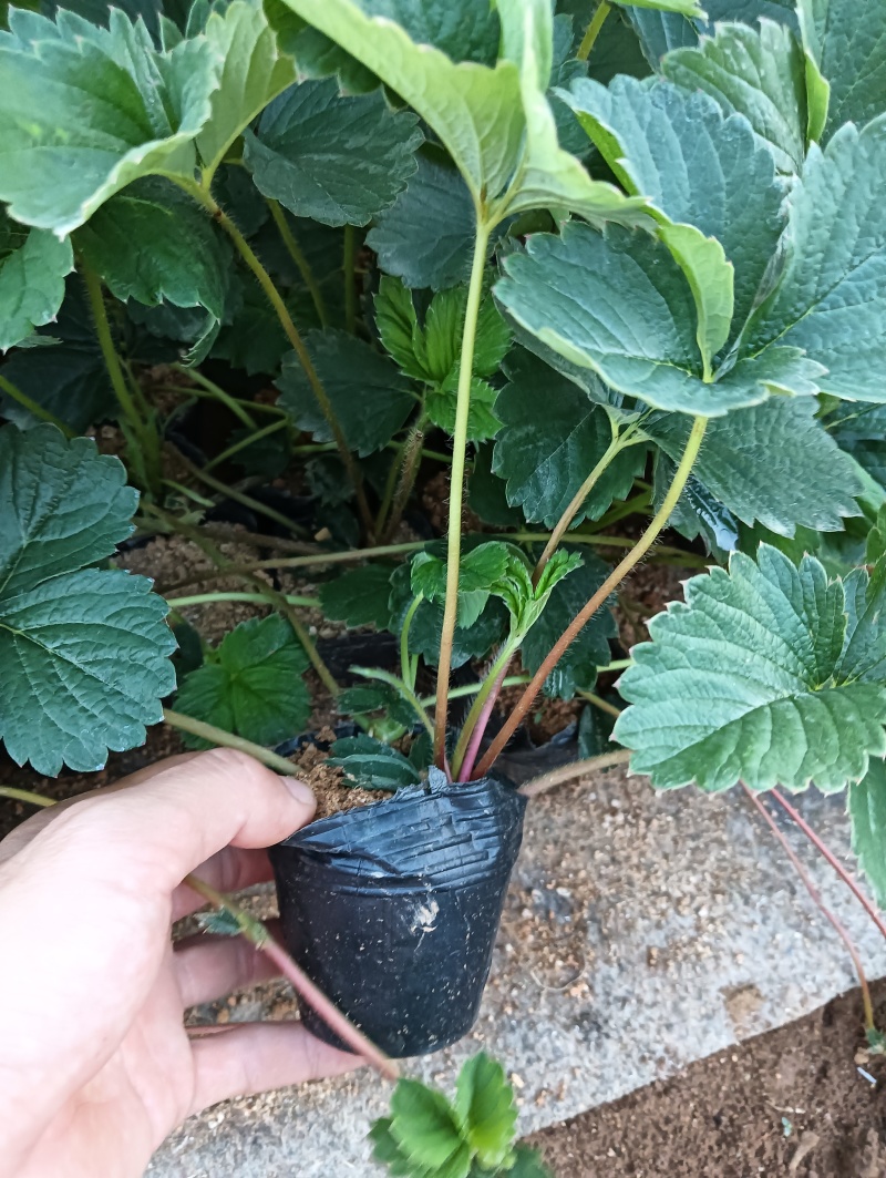 优选丹东红颜草莓苗钵苗裸根苗一手货源产地直发