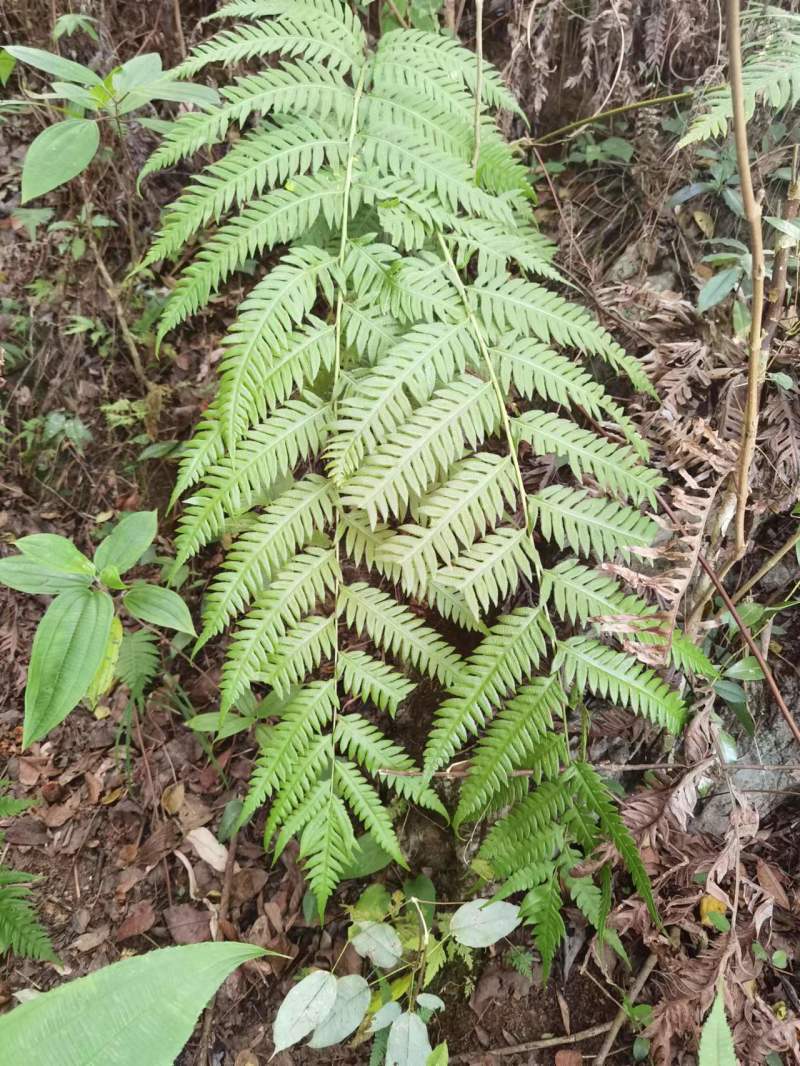 大型蕨桩头乌毛蕨盆景造景种植桩头