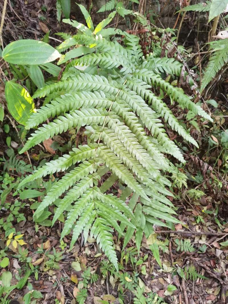 大型蕨桩头乌毛蕨盆景造景种植桩头