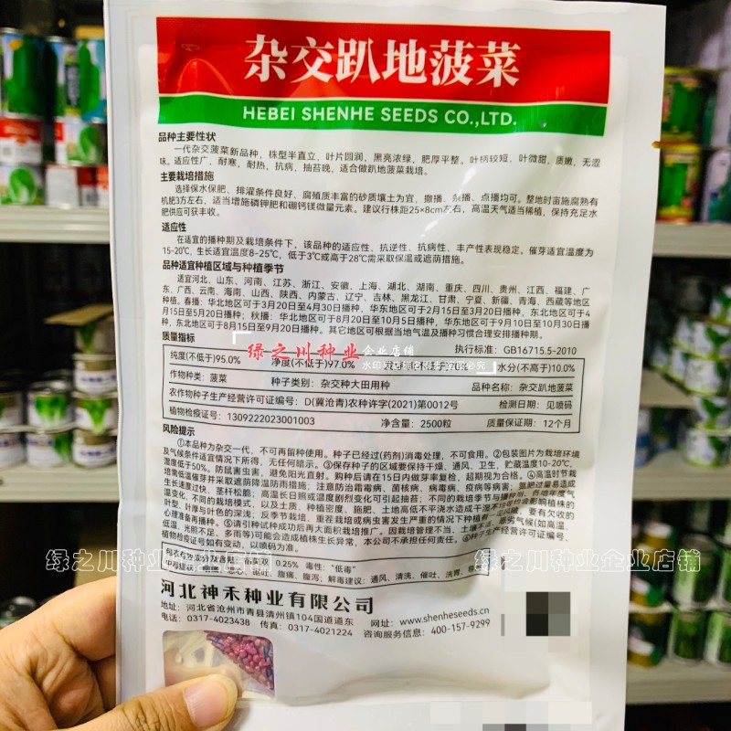 杂交趴地菠菜种子黑亮浓绿半直立菠菜种籽耐寒耐热春秋蔬菜籽
