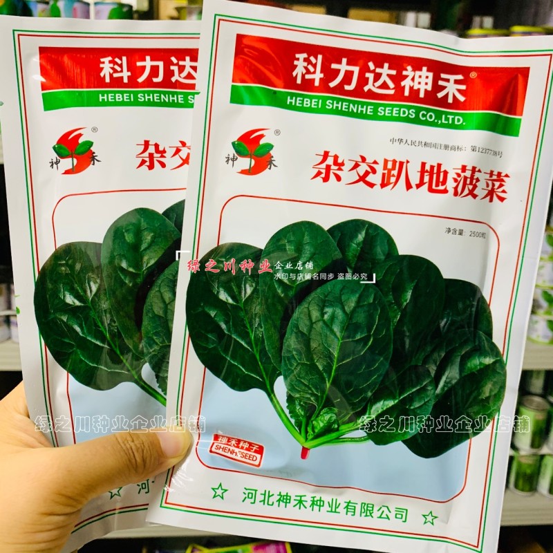 杂交趴地菠菜种子黑亮浓绿半直立菠菜种籽耐寒耐热春秋蔬菜籽