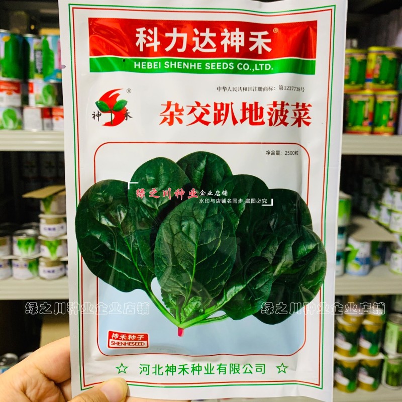 杂交趴地菠菜种子黑亮浓绿半直立菠菜种籽耐寒耐热春秋蔬菜籽