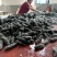 福建刺参供应辽宁刺身拉缸盐半干海参厂家直发