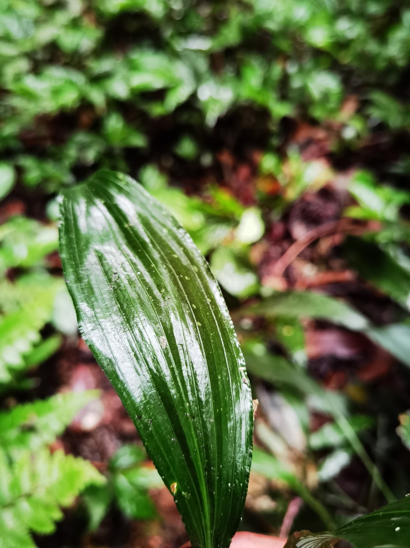 卷叶沿阶草翻白草盆景园艺绿植大量出售
