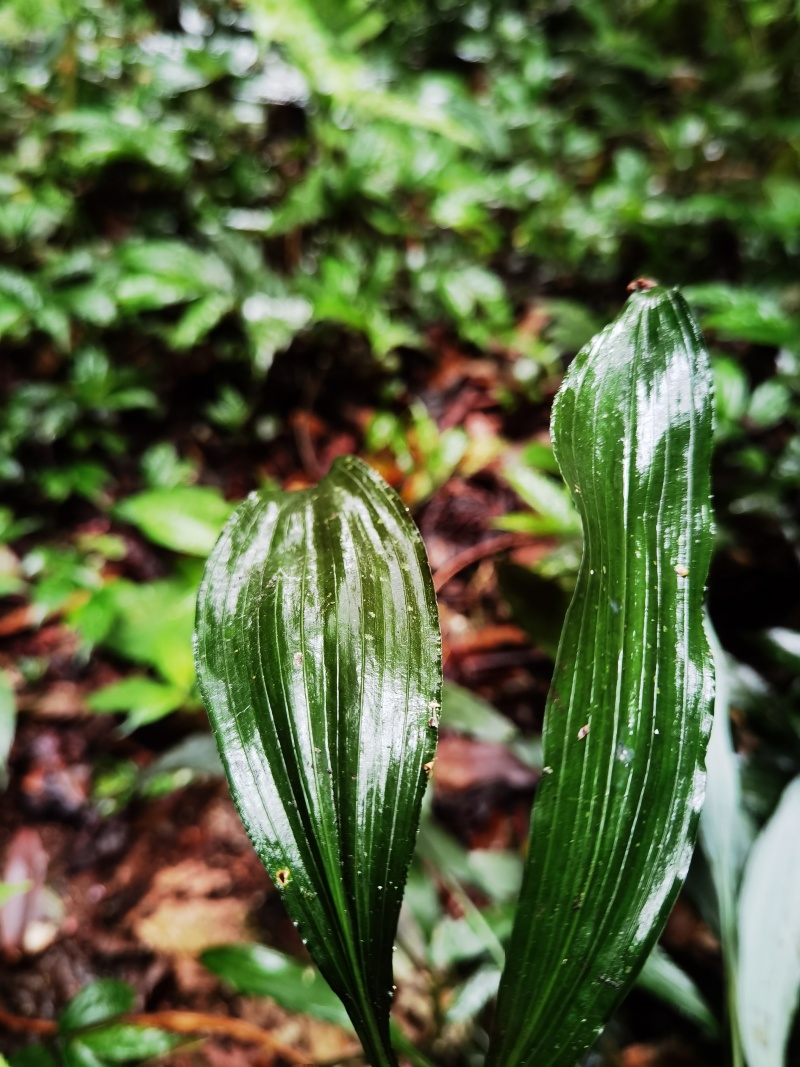 卷叶沿阶草翻白草盆景园艺绿植大量出售