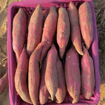 海南西瓜红，西瓜红，六鳌蜜薯，西瓜红