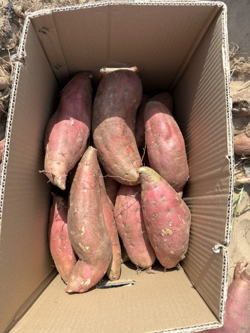 海南西瓜红，西瓜红，六鳌蜜薯，干净有亮度