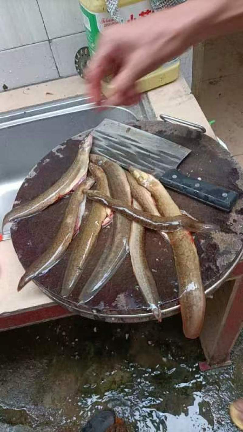 尖嘴鱼