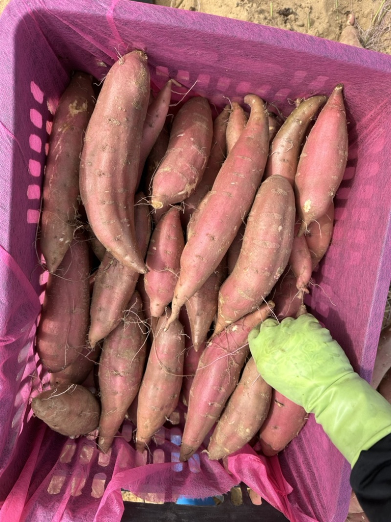 西瓜红，海南西瓜红，干净有亮度海南红薯