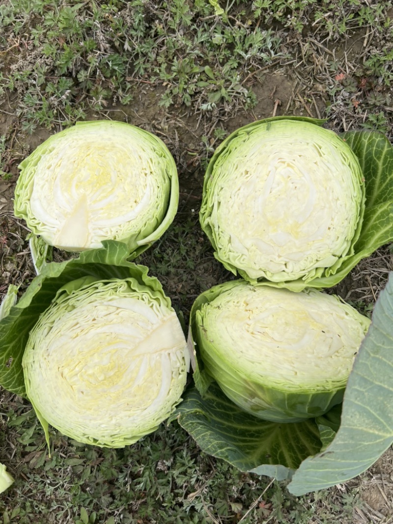 湖北甘蓝，精品，质量优良，产地直供，货源充足。