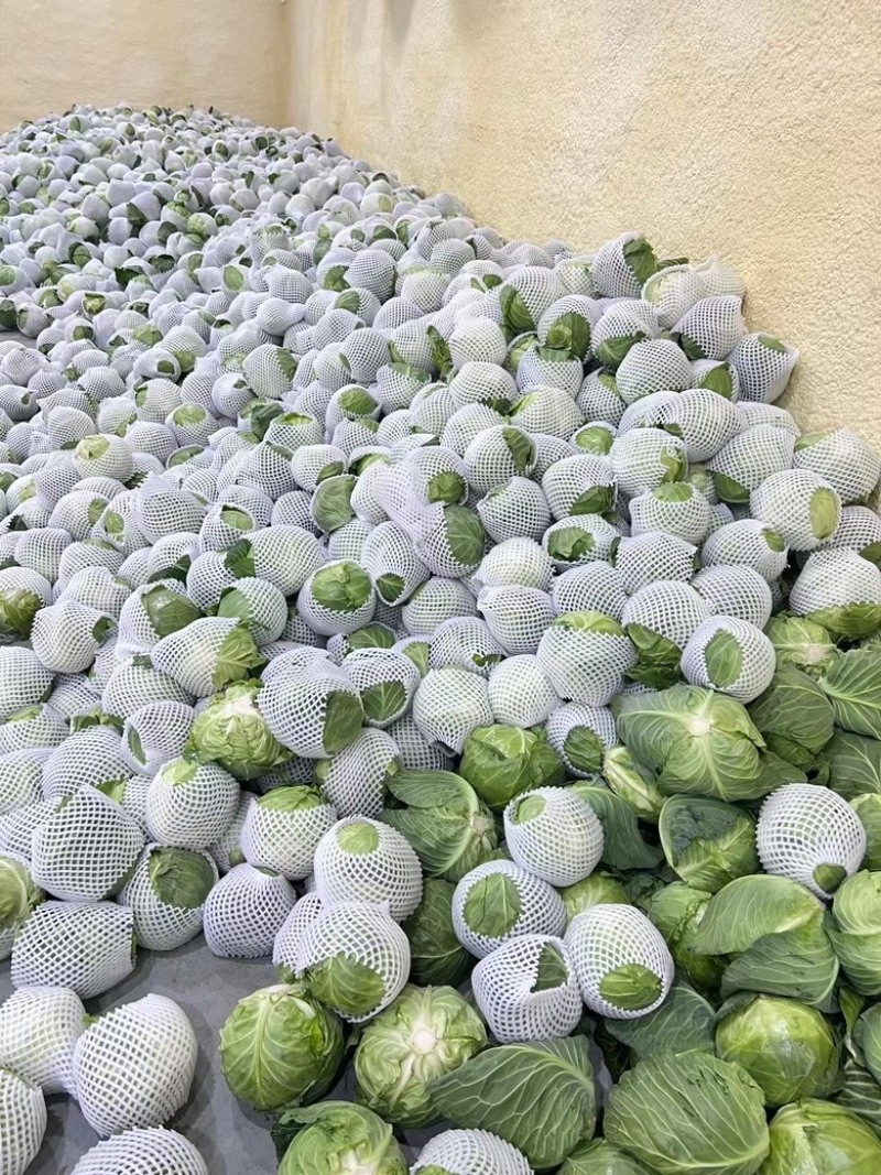湖北甘蓝，精品，质量优良，产地直供，货源充足。