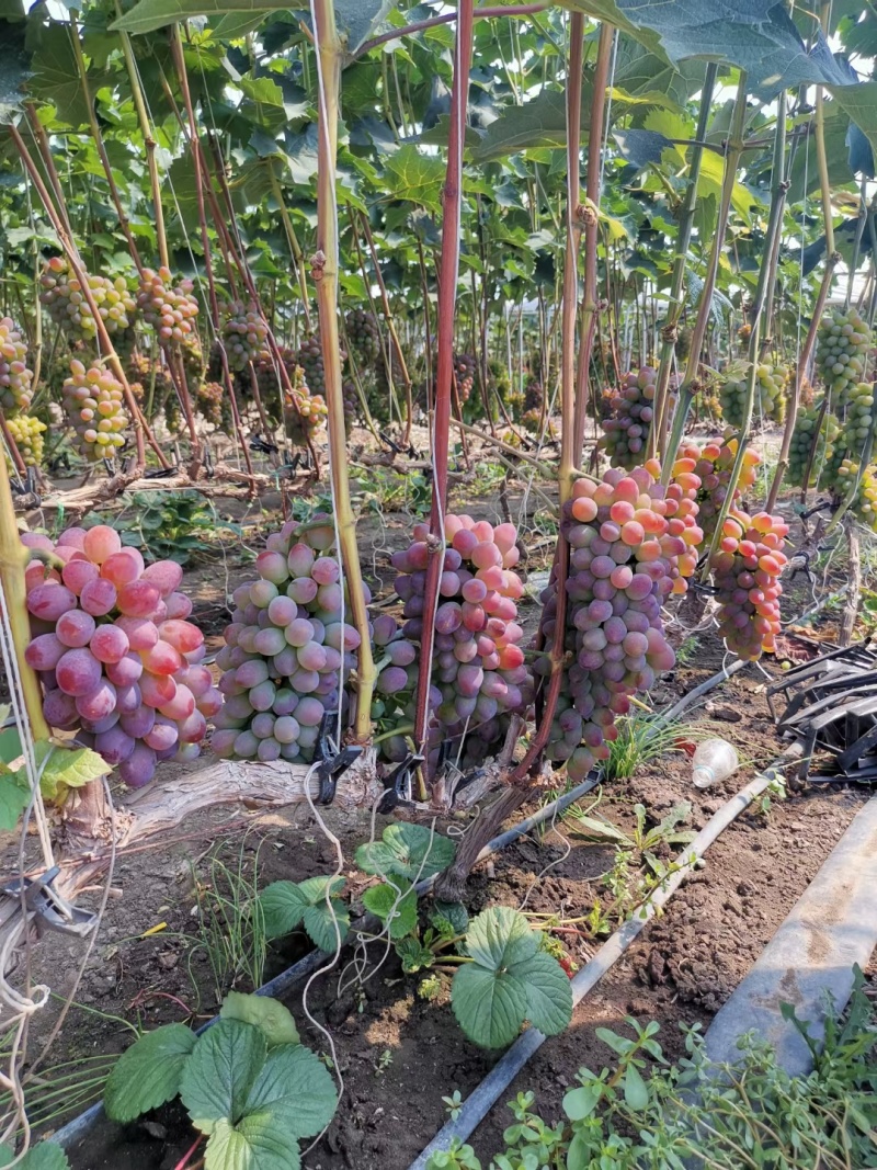 吉林地区，茉莉香葡萄，暖棚，头茬，无籽，即将大量上市