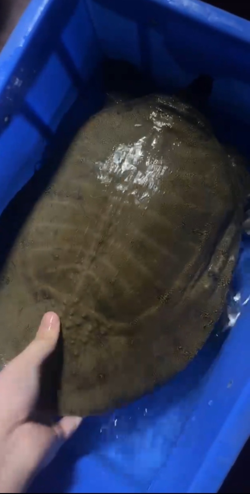 汉寿甲鱼中华鳖