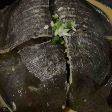 汉寿甲鱼中华鳖