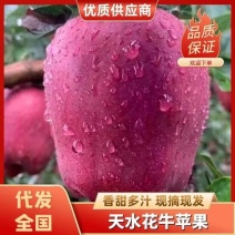 【精选】甘肃天水精品花牛苹果产地批发口感香甜多汁