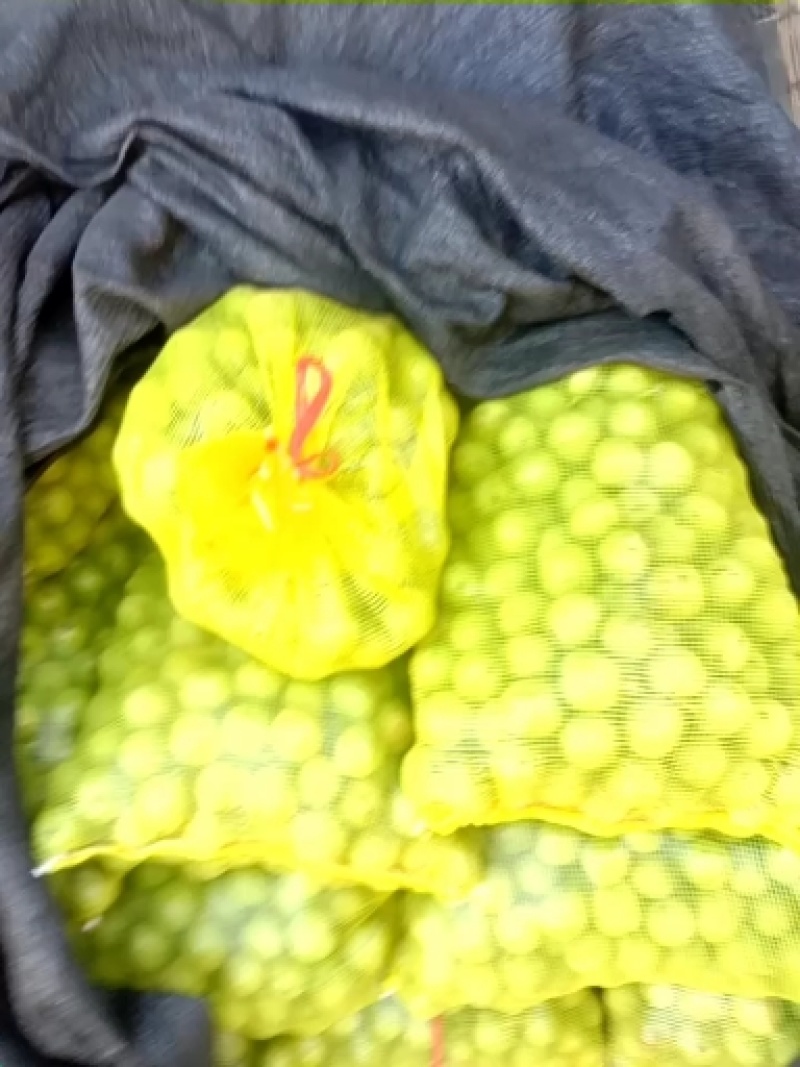 石家庄市赞皇县青皮核桃以大量上市，需要的老板和我联系。