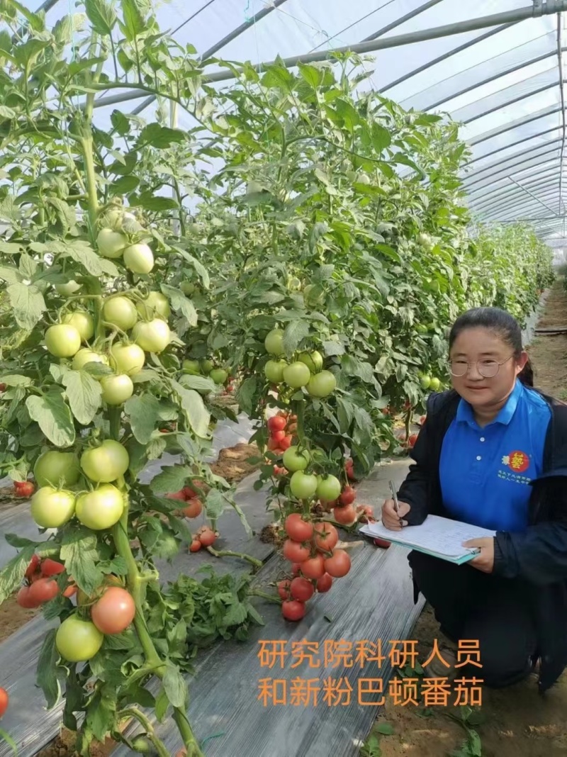 番茄种子耐高温抗T丫口感好新粉巴顿无限生长型