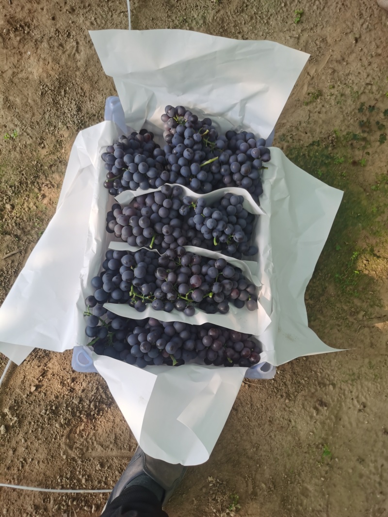 【精选】精品玫瑰香葡萄大量上市稳定供货量大从优