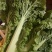 高山精品毛白菜，火锅菜