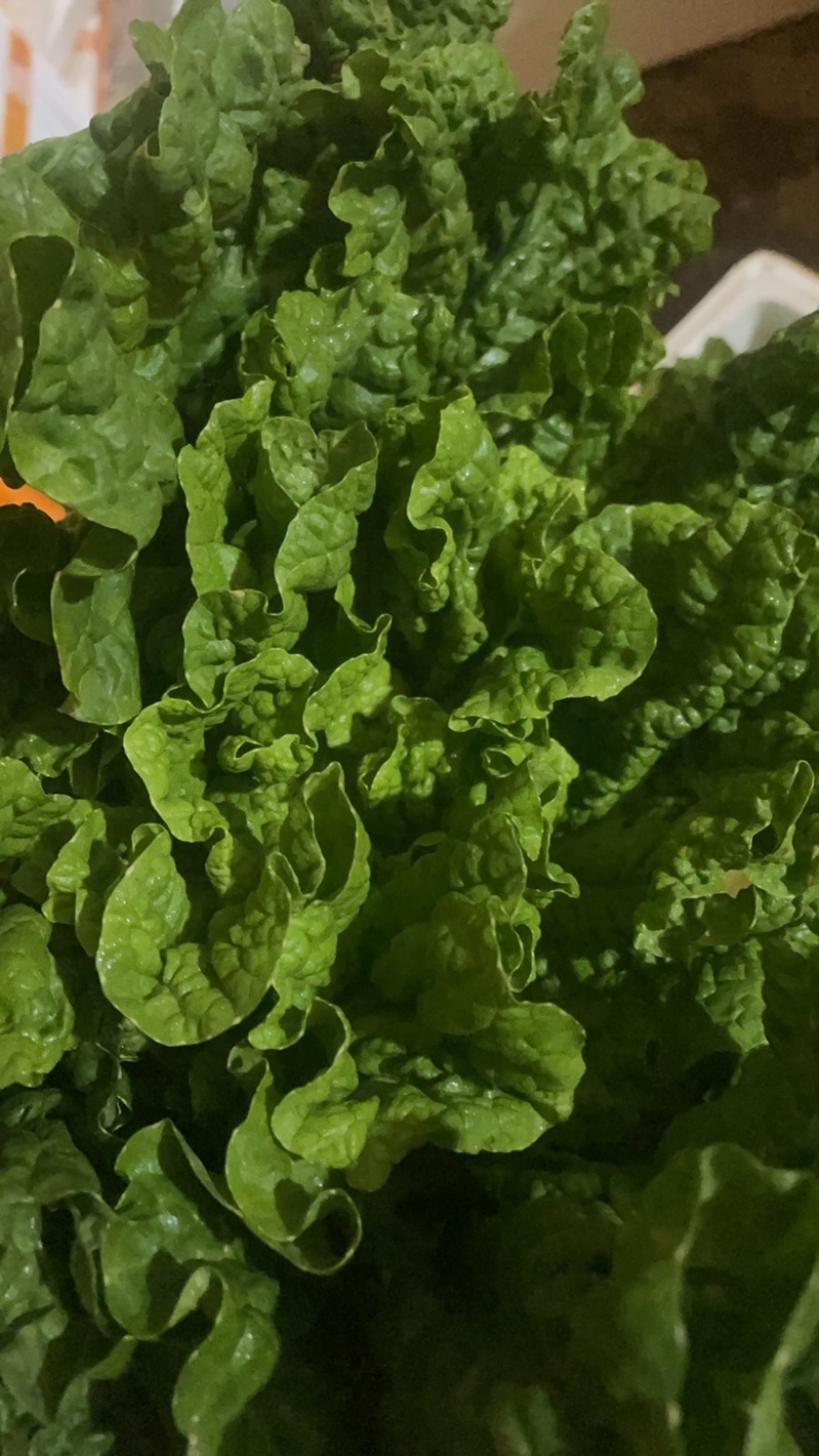 高山精品毛白菜，火锅菜