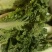 高山精品毛白菜，火锅菜