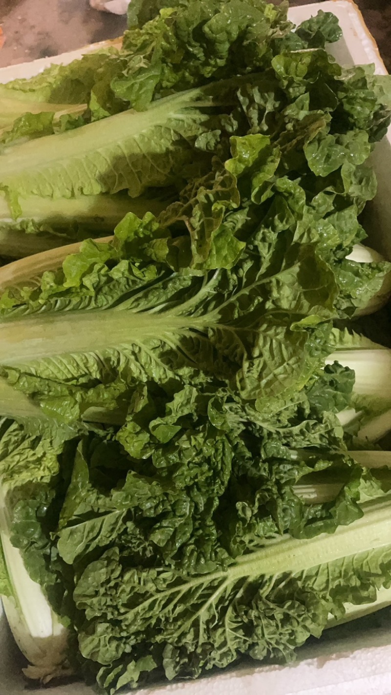 高山精品毛白菜，火锅菜