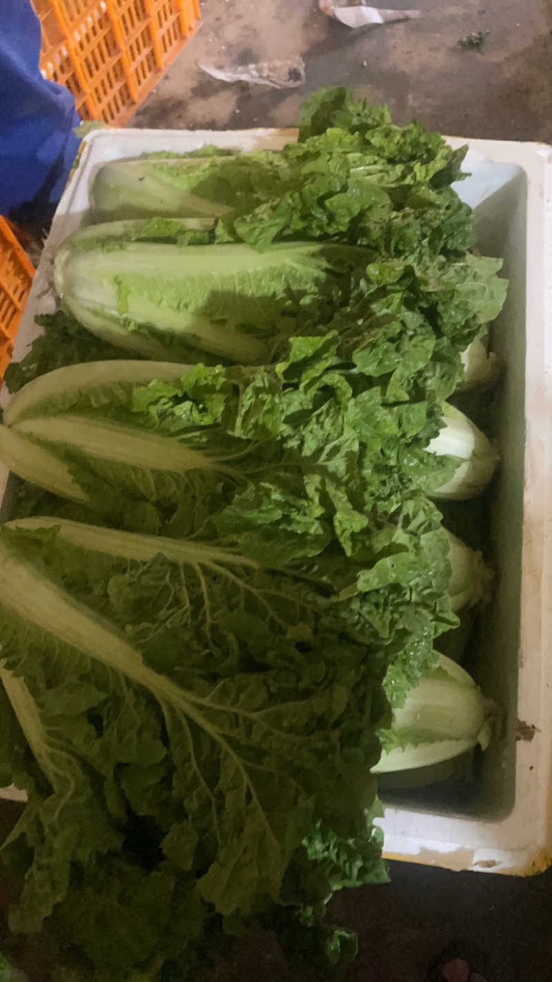 高山精品毛白菜，火锅菜