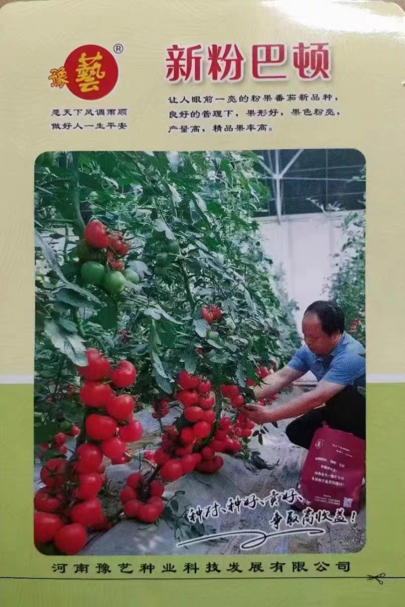 番茄种子耐高温抗T丫口感好新粉巴顿无限生长型