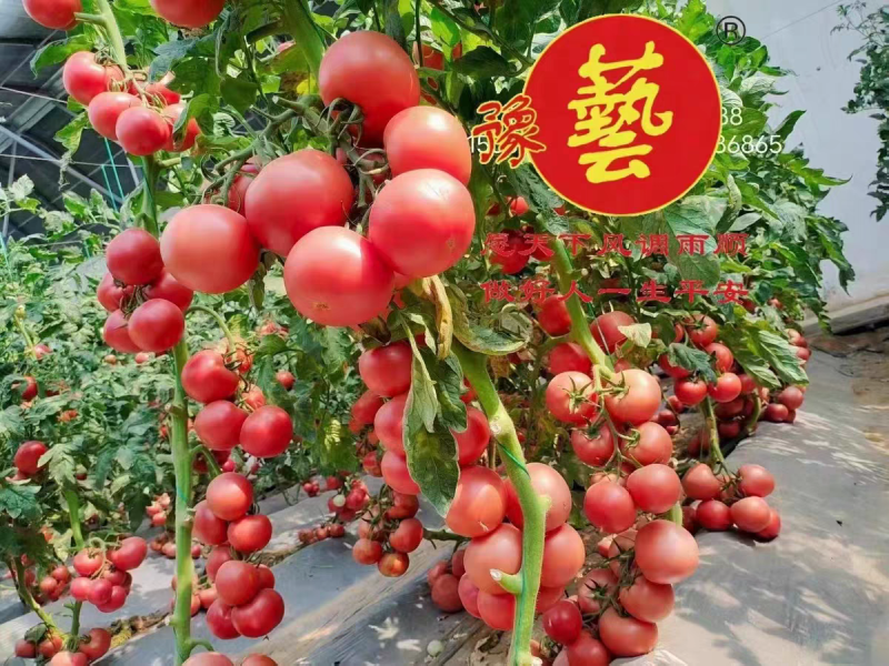 番茄种子耐高温抗T丫口感好新粉巴顿无限生长型