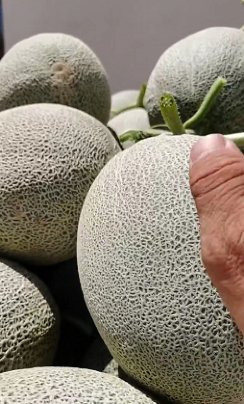 西州蜜17号大吨位供货，一手货源，规格齐全欢迎来电咨询