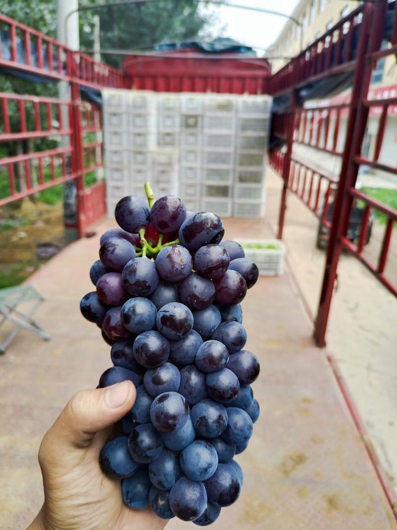 主产区夏黑葡萄，大量上市，今年口感很好，欢迎前来看货