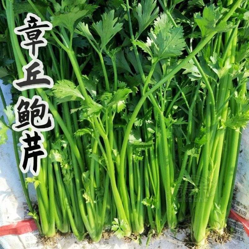 章丘鲍芹新鲜蔬菜高品质五星酒店大型商超，品质保证欢迎采购