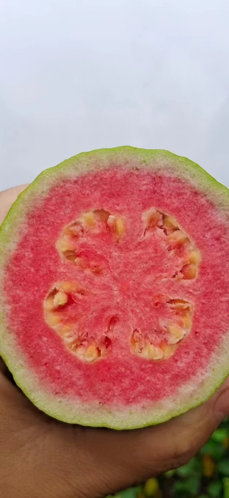 精品芭乐货源充足支持一件代发，社区团购，空运班找物流。